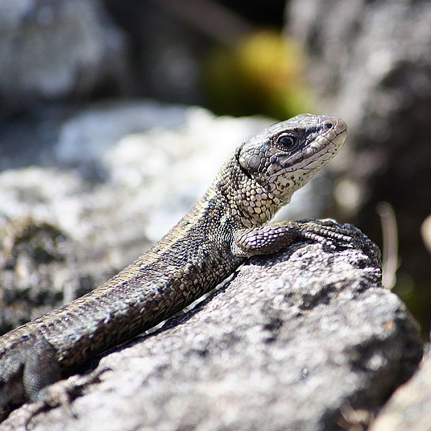 Powdermill Wildlife 3